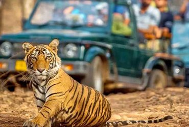 Jaipur and Ranthambore Tiger Trail
